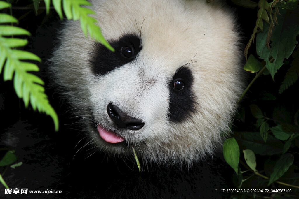 吐舌卖萌的可爱大熊猫