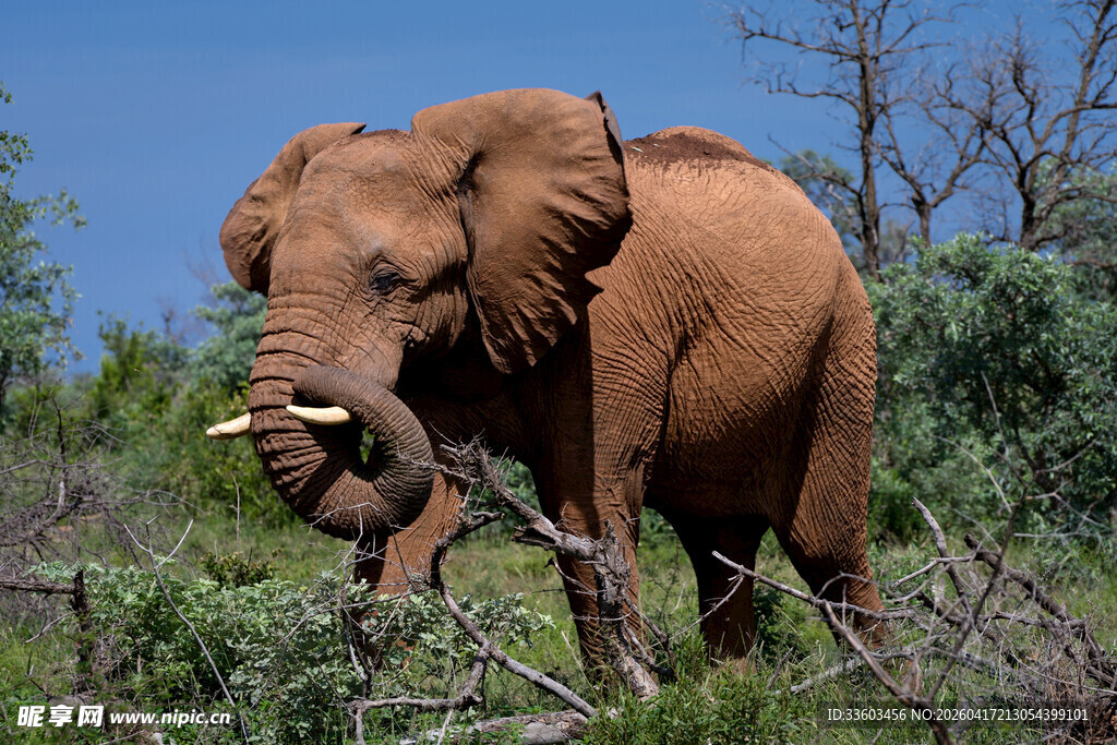 野外站立的大象