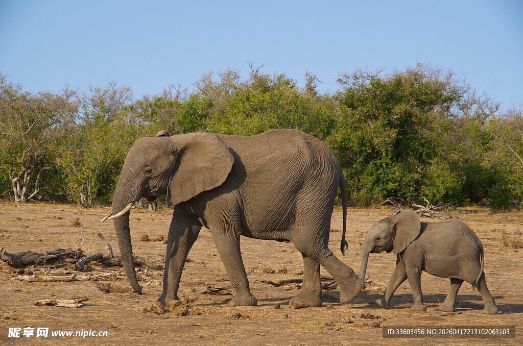 草原上的大象母子