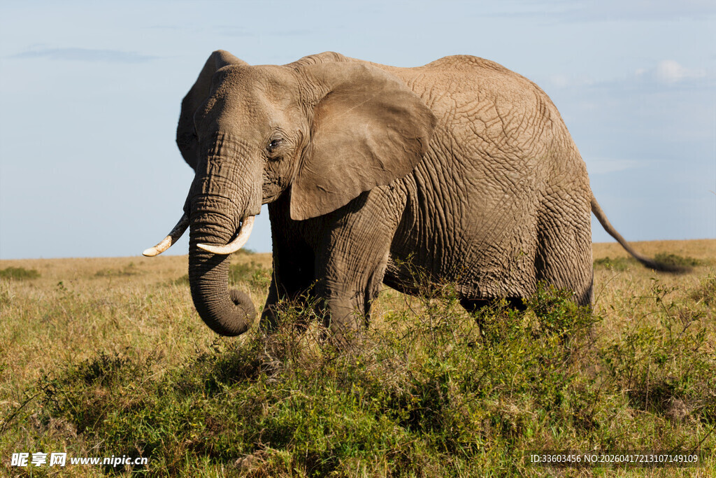 草原上独行的大象