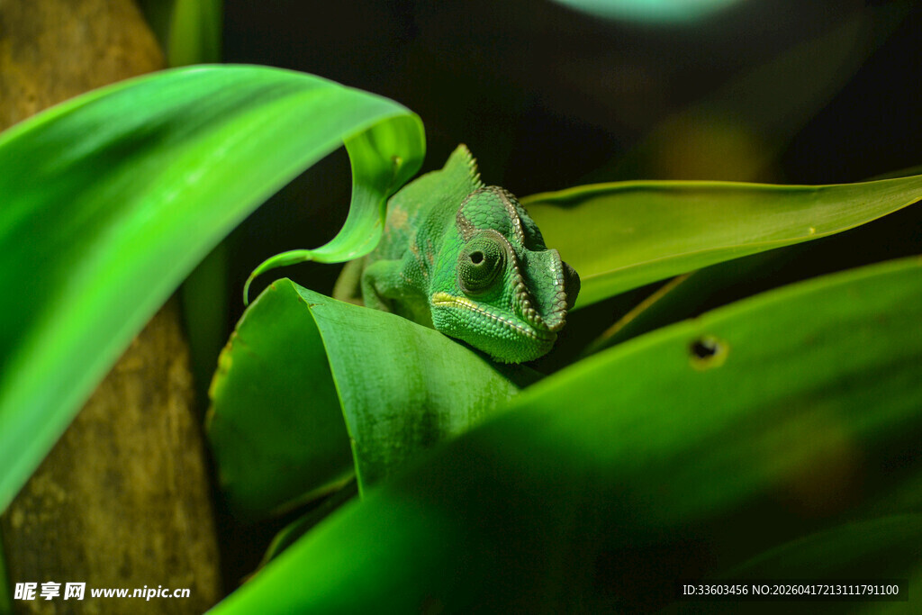 绿叶丛中的青蛙