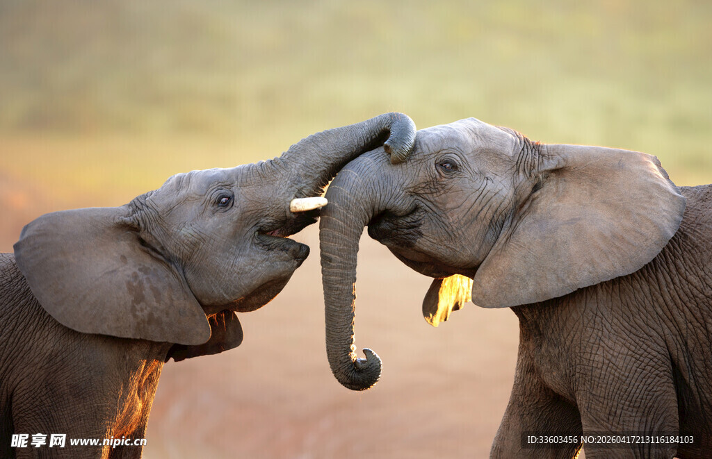 亲昵互动的两头大象