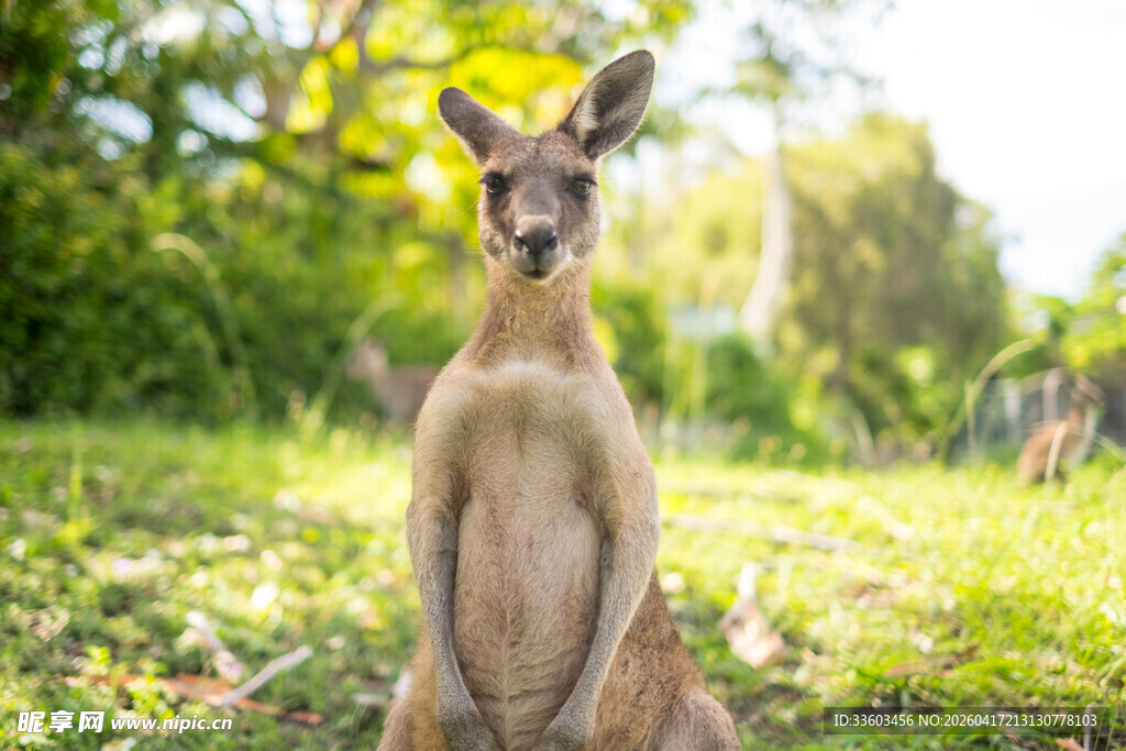 站立的袋鼠