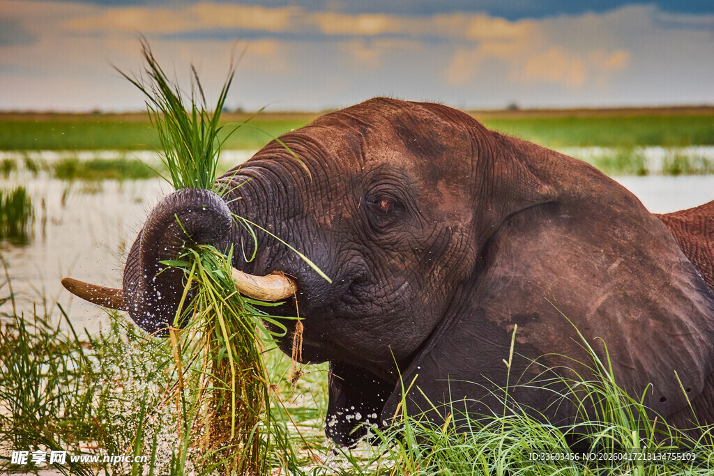 大象在湿地中进食