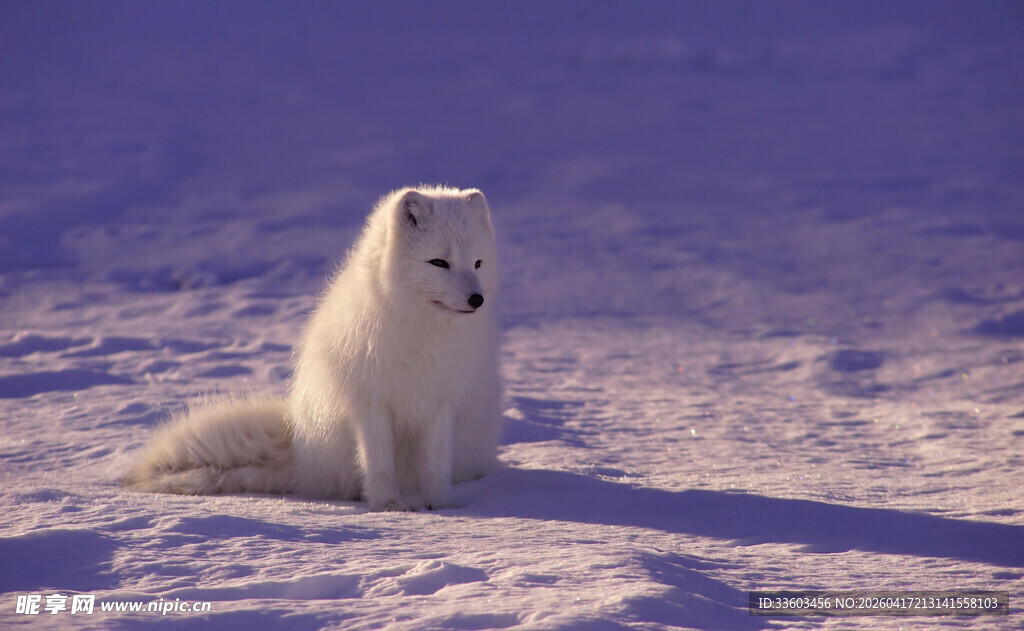 雪地中的白色小狗