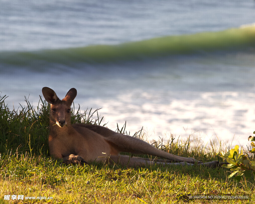 草地上休憩的袋鼠