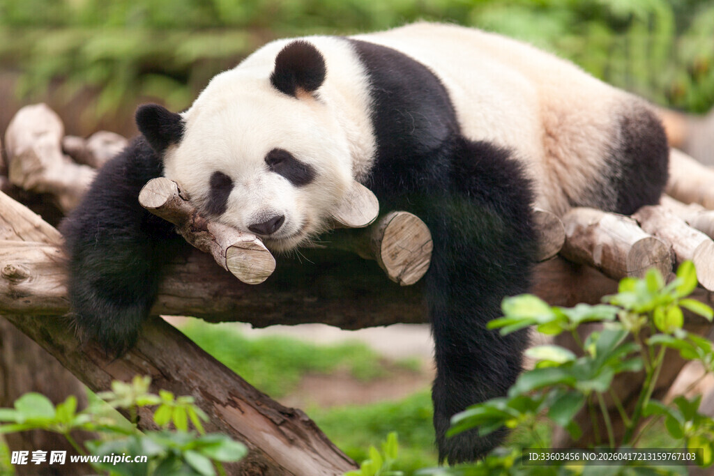 憨态熊猫惬意趴卧树枝