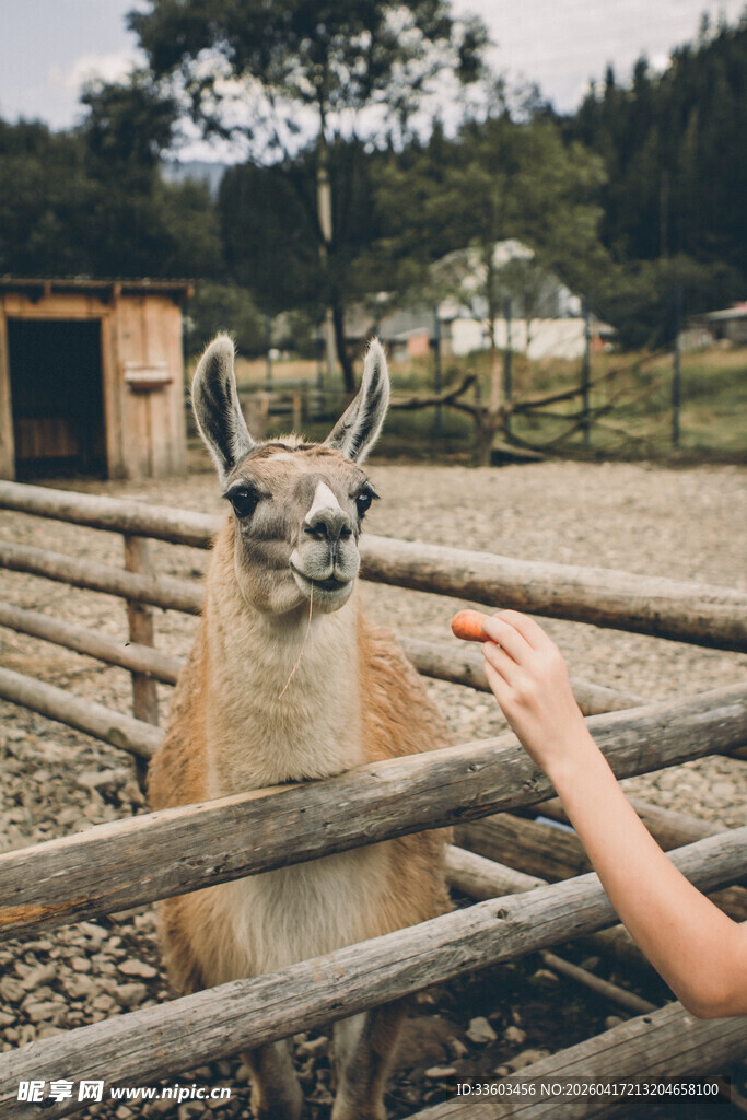 人与羊驼互动场景