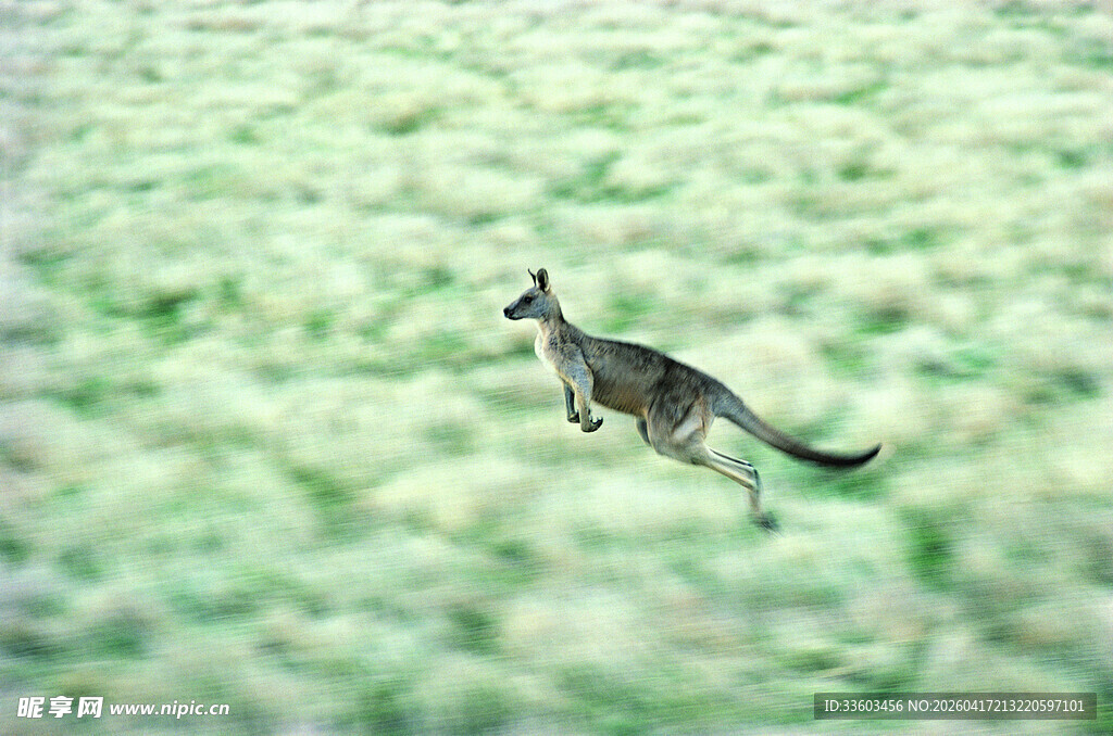 草地上跳跃的袋鼠