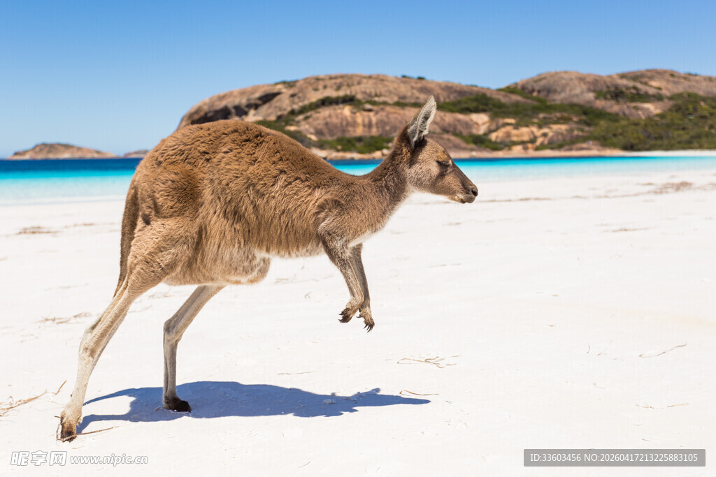 沙滩上跳跃的袋鼠