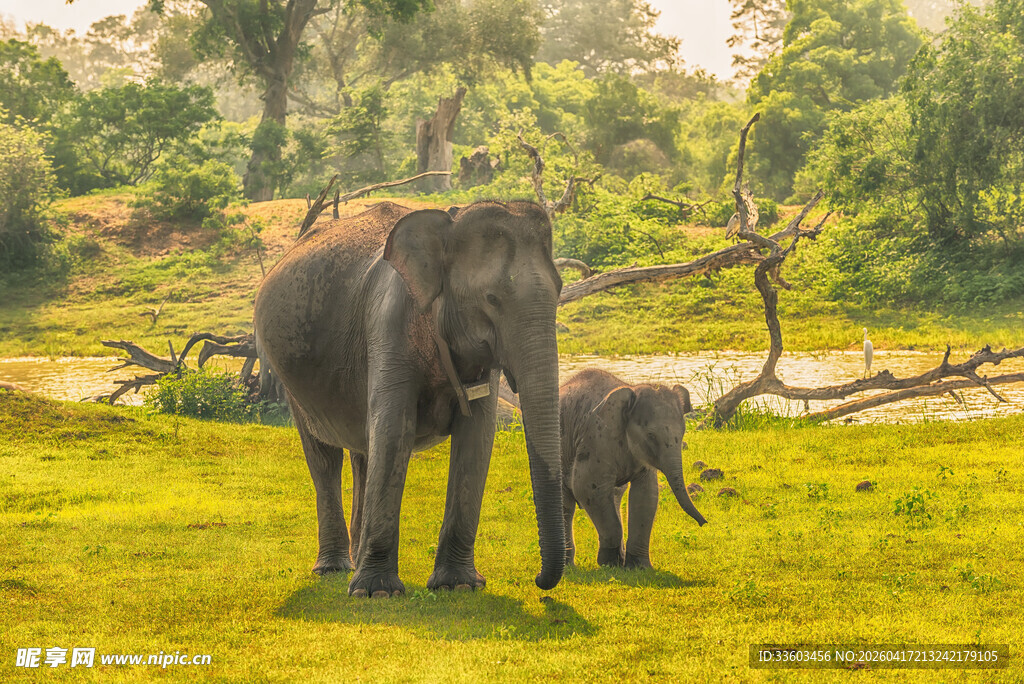 草原上的大象母子