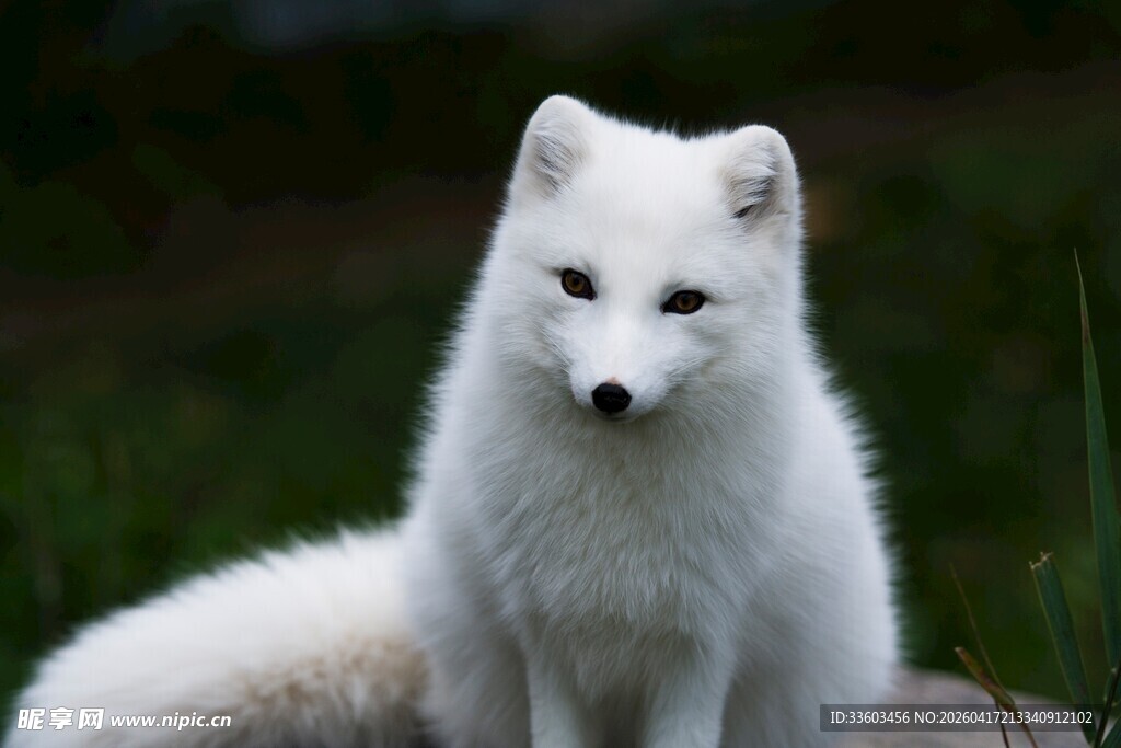 可爱北极狐坐于自然间