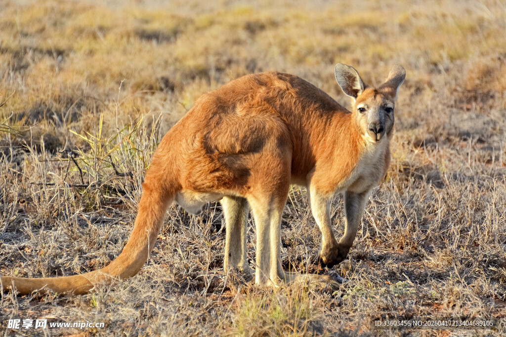 草原上的站立袋鼠