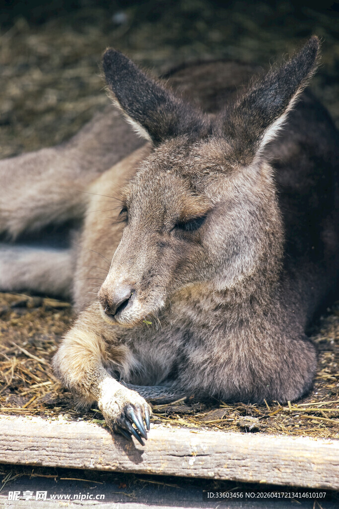 休息中的袋鼠