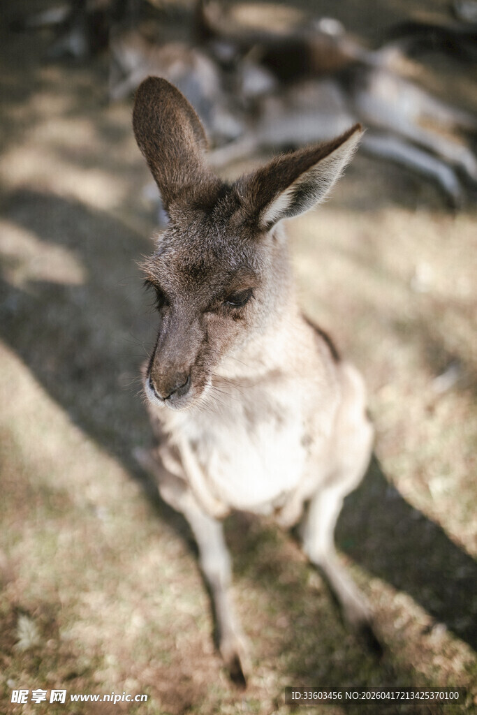 站立的袋鼠