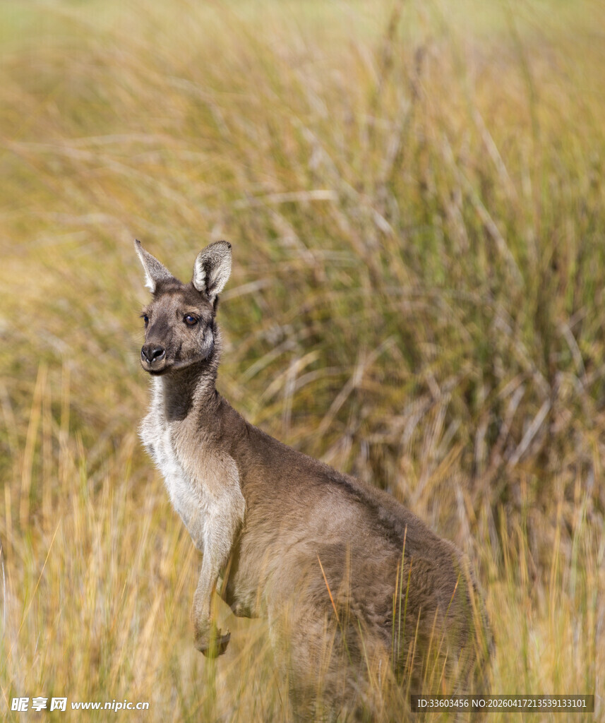 站立在草丛中的袋鼠