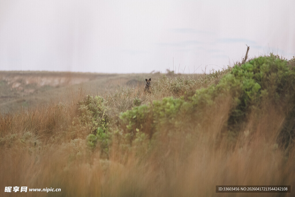 草原上的稀疏植被景观