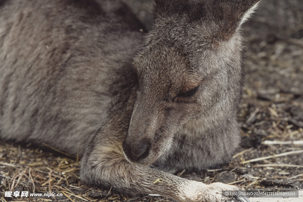 休憩中的袋鼠