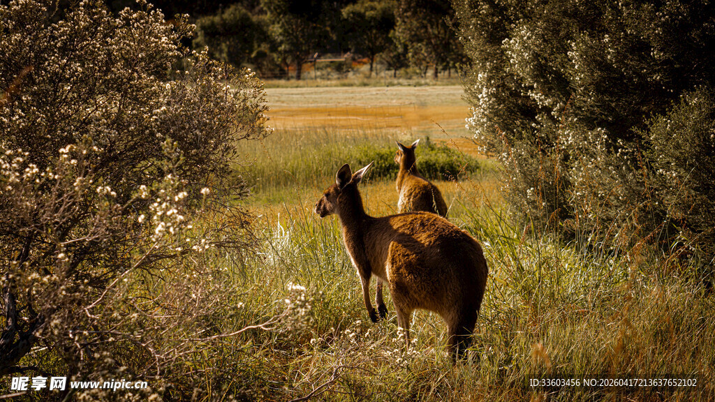 草原上的鹿与自然风光