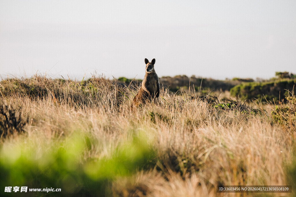 草原上的袋鼠
