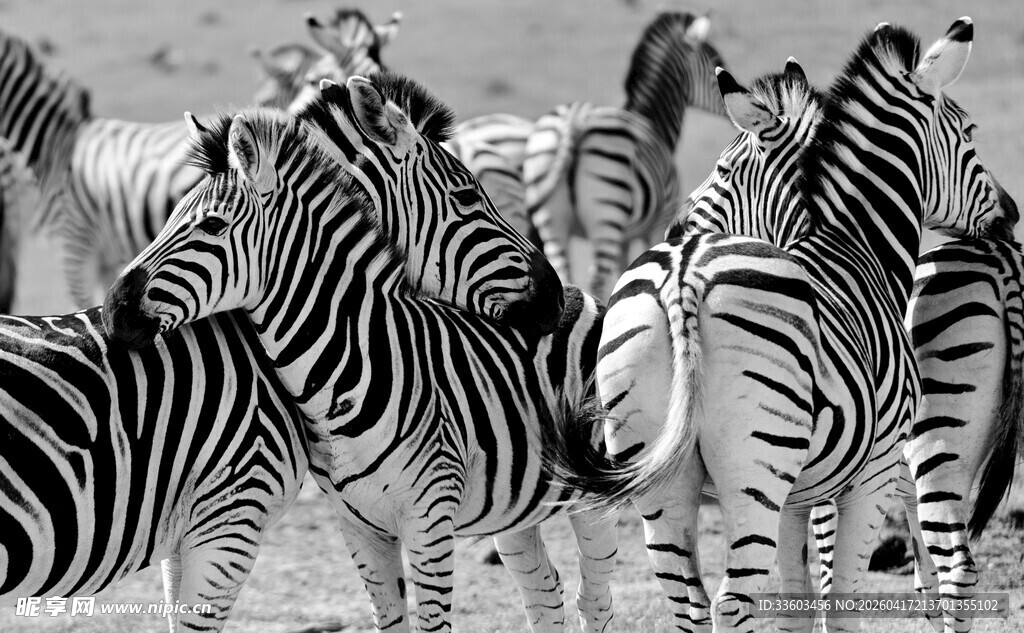 一群斑马聚集的壮观场景