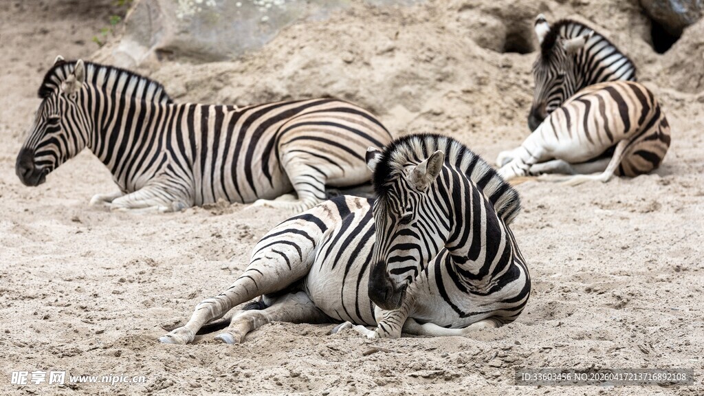 休息中的斑马群
