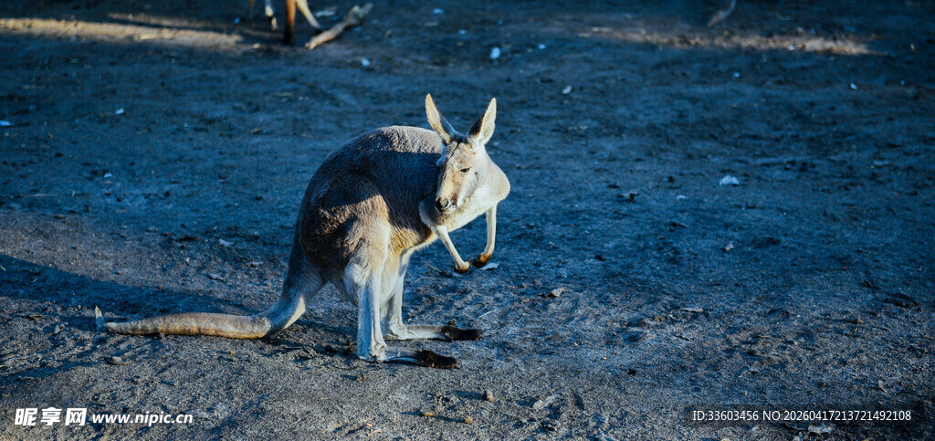野外站立的袋鼠