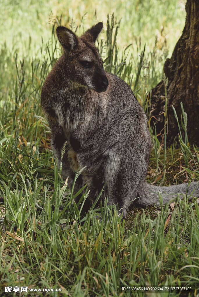 草地上站立的一只袋鼠