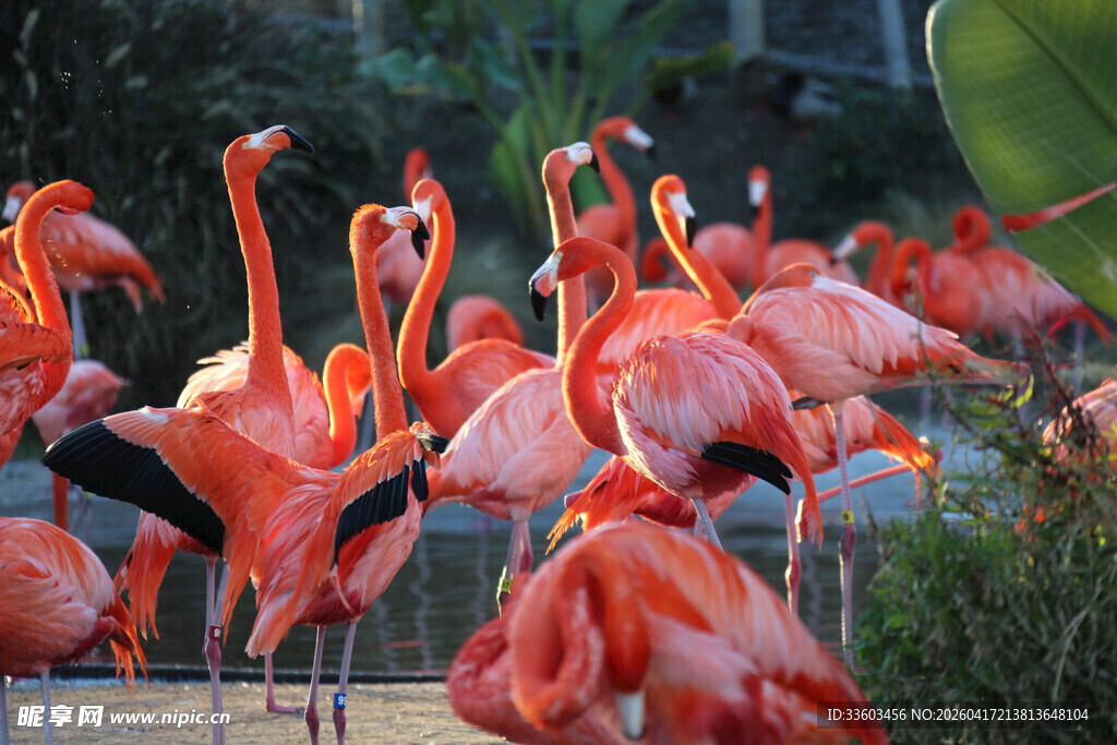 一群火烈鸟聚集的场景