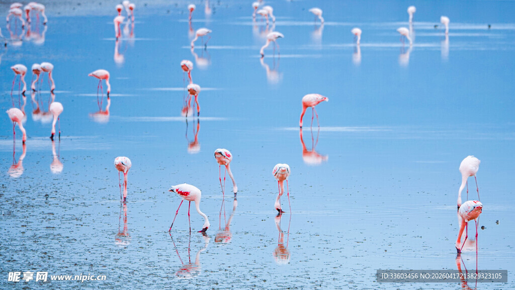 成群火烈鸟于浅滩栖息