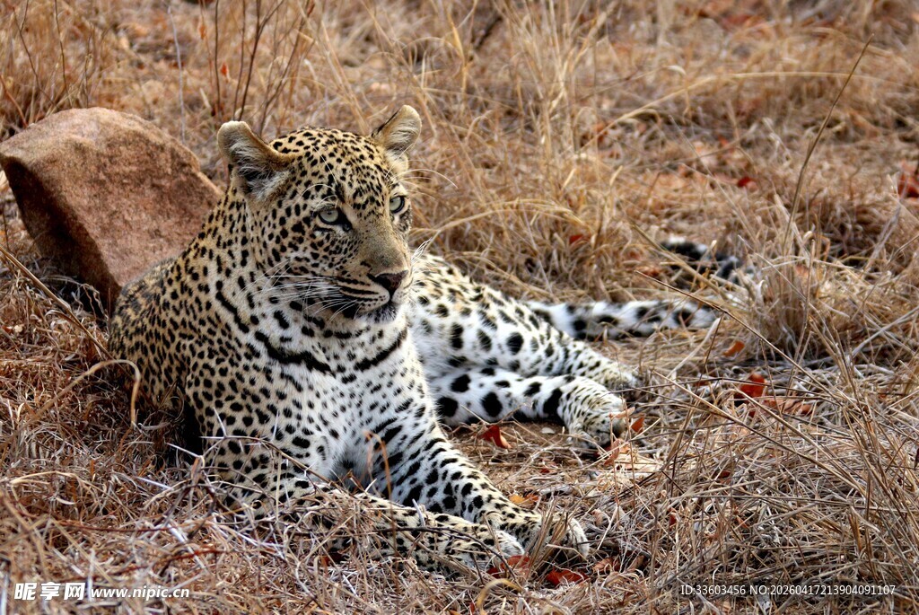 草原上休憩的花斑猎豹