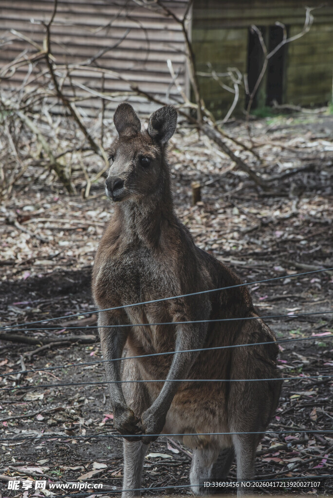 站立的袋鼠