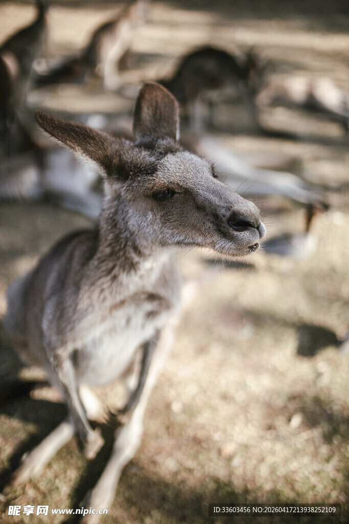 站立的袋鼠