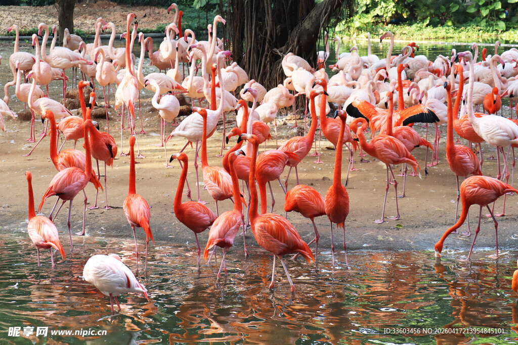 火烈鸟群在水中优雅栖息