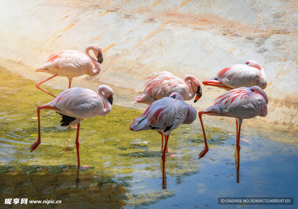 水边的火烈鸟优雅姿态