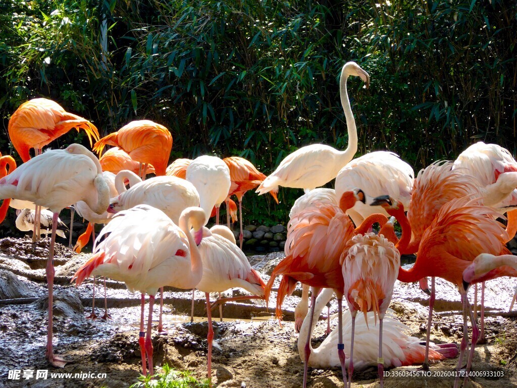 火烈鸟群栖息于自然环境中