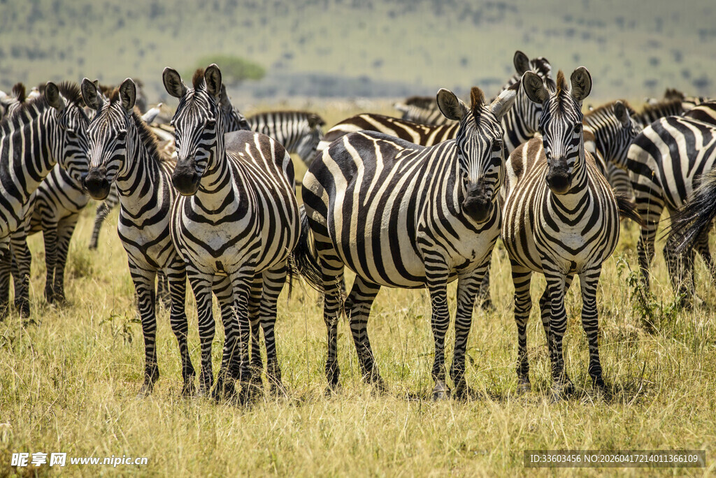 草原上成群的斑马