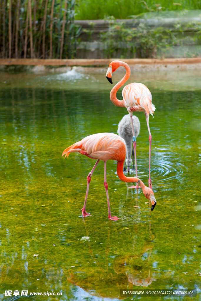 水中火烈鸟优雅觅食
