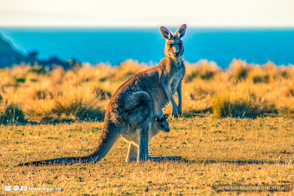 草原上的袋鼠母子