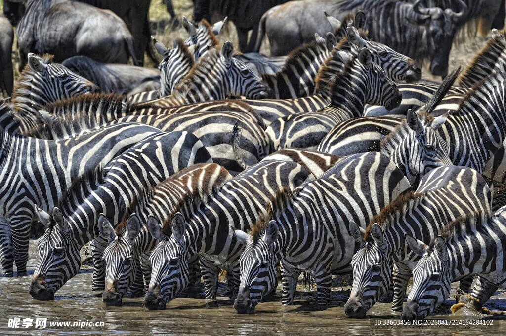 斑马群聚集饮水场景