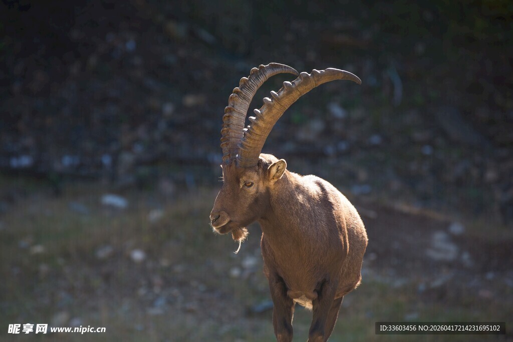 高山上的长角野山羊