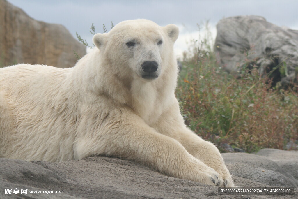岩石上休憩的北极熊