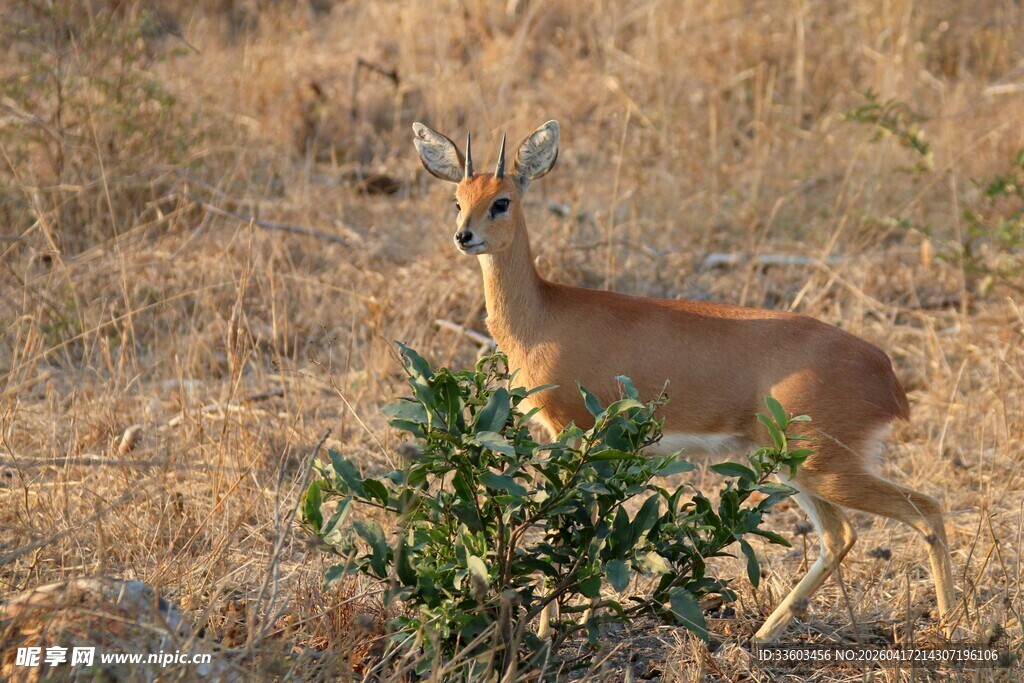 草原上的羚羊与绿植