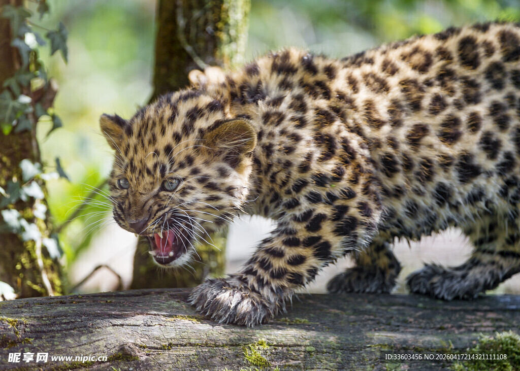 小豹于林间张牙舞爪