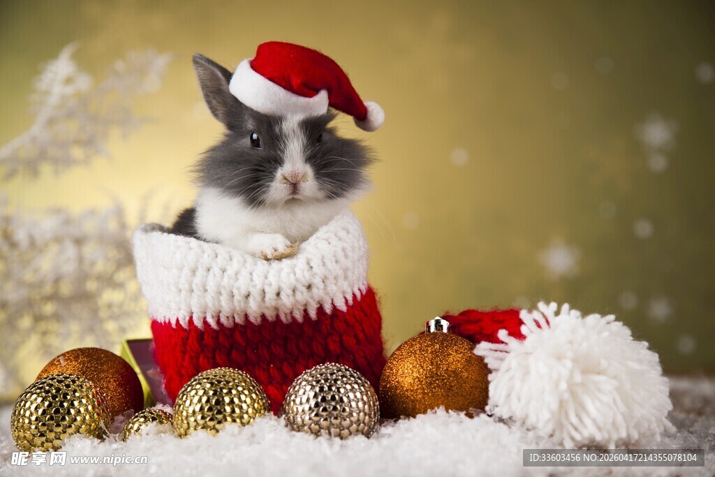 圣诞装扮的可爱兔子