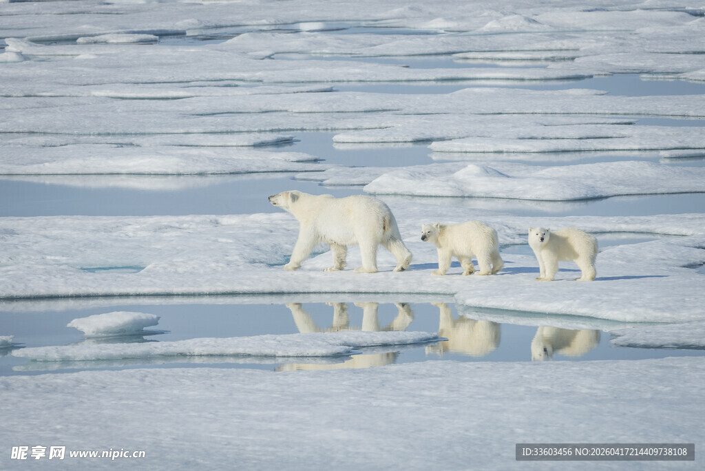 冰原上的北极熊母子