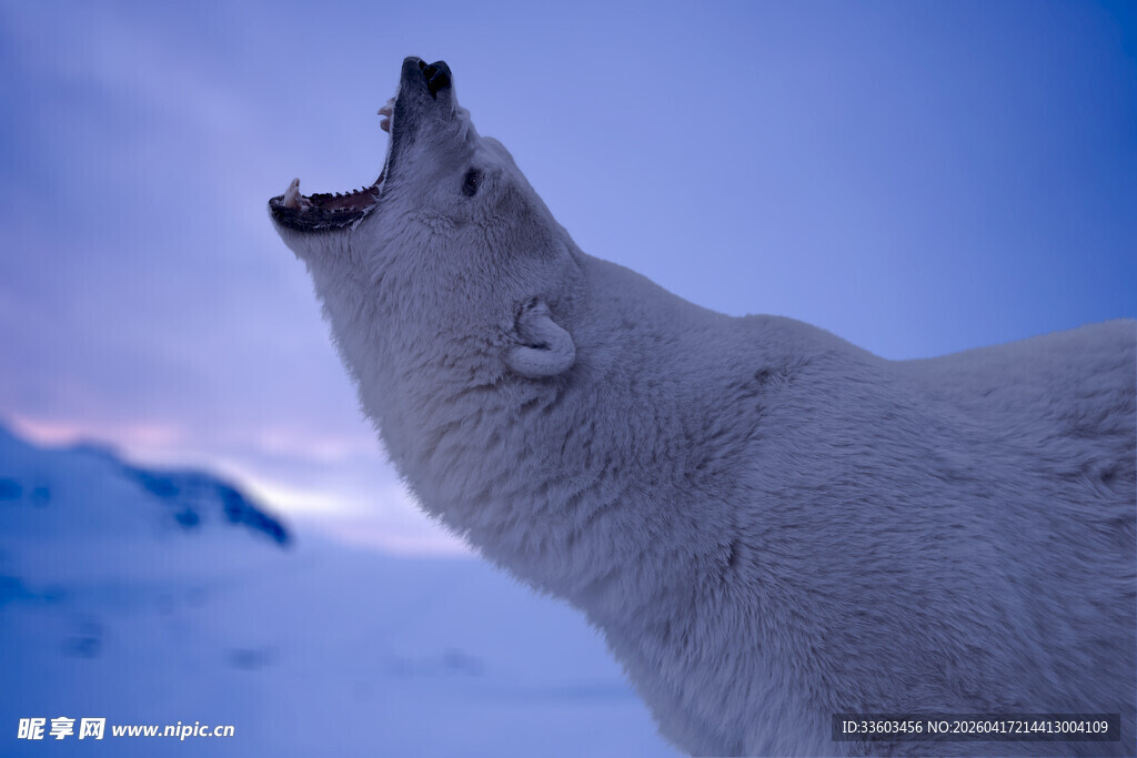仰啸的北极熊