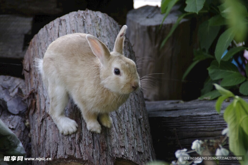 木桩上的可爱小白兔