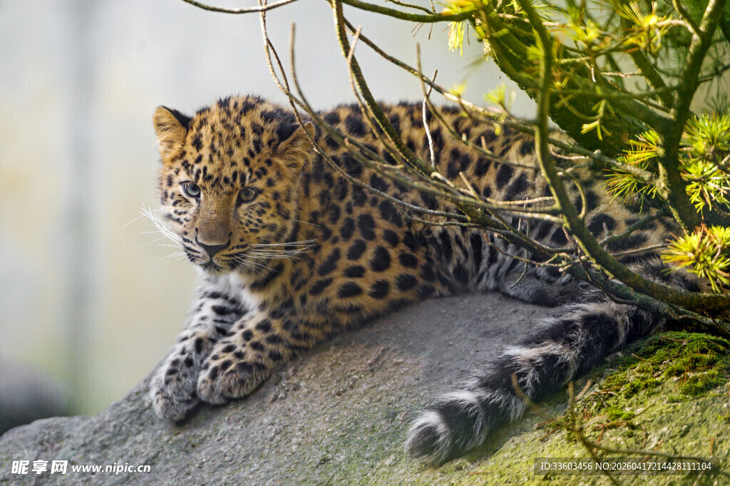 岩石上休憩的美丽小豹