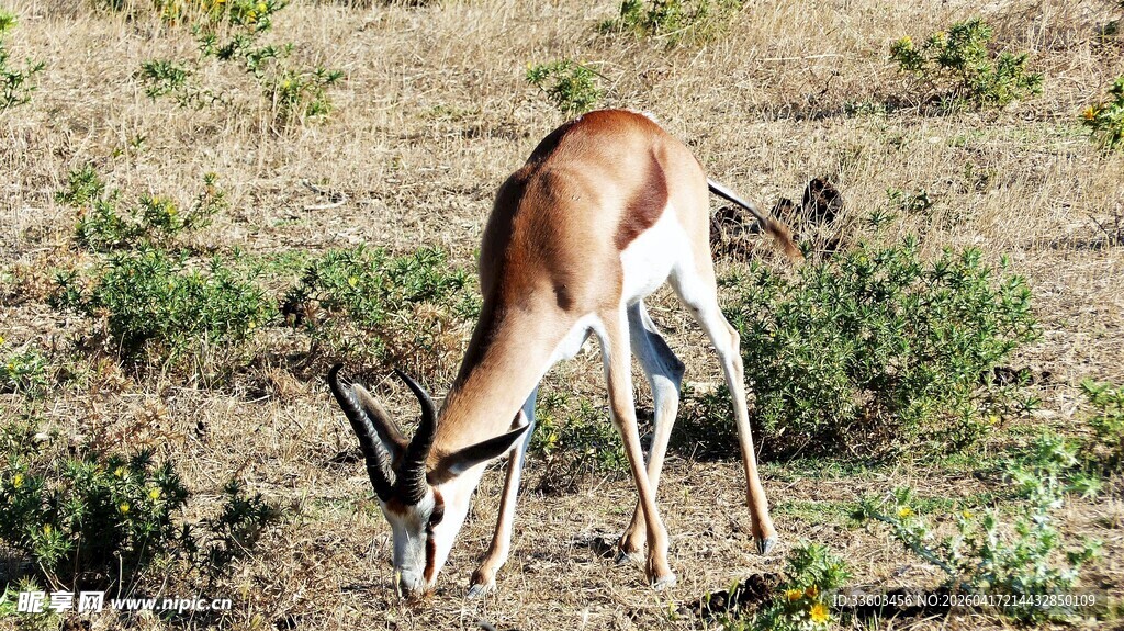 草原上低头觅食的羚羊